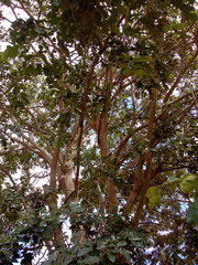 Lonchocarpus sericeus