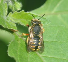 Anthidium manicatum