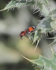 Enoclerus coccineus