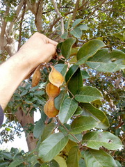 Lonchocarpus sericeus