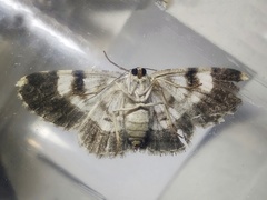 Ectropidia shoreae