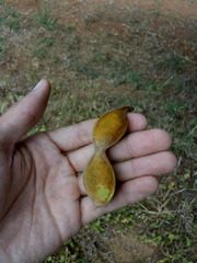 Lonchocarpus sericeus