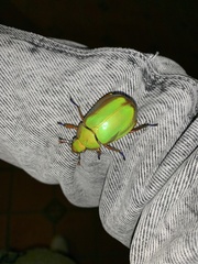Chrysina macropus