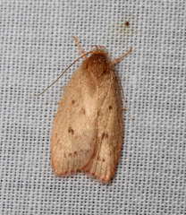 Prionocris