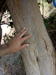 Lonchocarpus sericeus