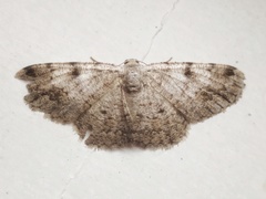 Ectropidia shoreae