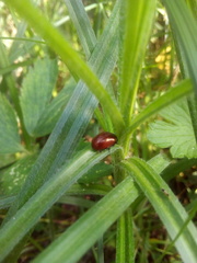 Chrysolina polita