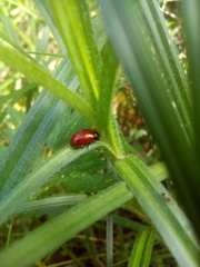 Chrysolina polita