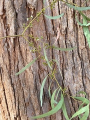 Eucalyptus nicholii