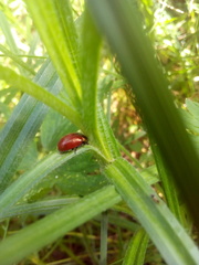 Chrysolina polita