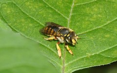 Anthidium manicatum
