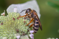 Halictus poeyi