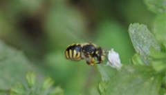 Anthidium manicatum