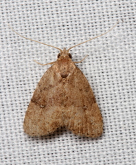 Tolpiodes oligolasia