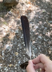 Garrulus glandarius graecus