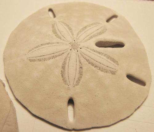Five-slotted Sand Dollar