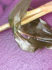 Potamogeton richardsonii