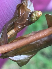 Potamogeton richardsonii