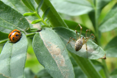 Hippodamia caseyi