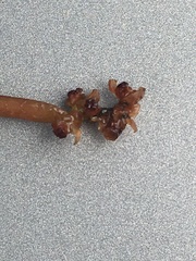 Potamogeton richardsonii