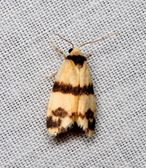 Thallarcha chrysochares