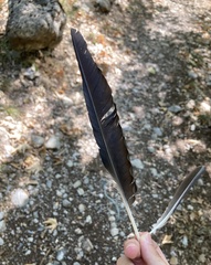 Corvus cornix sharpii