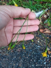 Scorzoneroides autumnalis