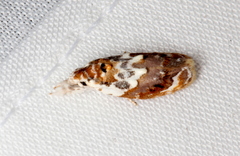 Piloprepes gelidella