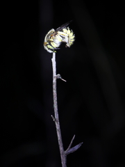 Anthidium loti