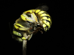 Anthidium loti