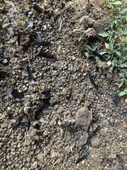 Corvus monedula soemmerringii