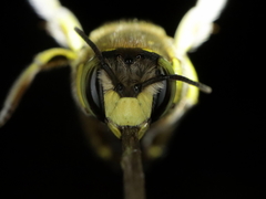 Anthidium loti