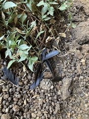 Corvus monedula soemmerringii