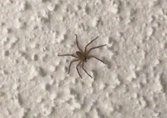 Araneae