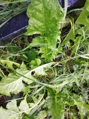 Taraxacum officinale