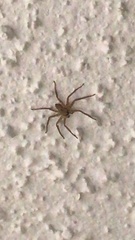 Araneae