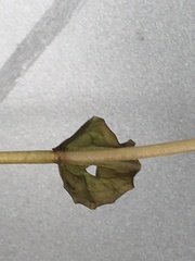 Potamogeton richardsonii