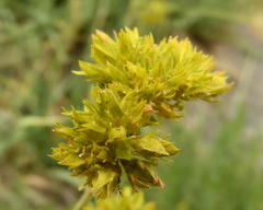 Ivesia gordonii