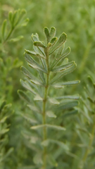 Ivesia gordonii
