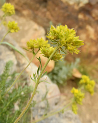 Ivesia gordonii