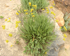 Ivesia gordonii
