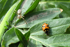 Hippodamia caseyi