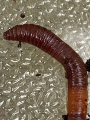 Lumbricus rubellus