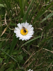Andrena miserabilis