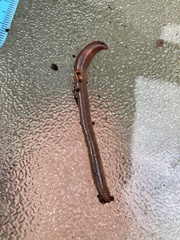 Lumbricus rubellus