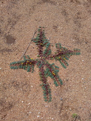 Chamaecrista supplex
