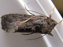 Ctenoplusia limbirena