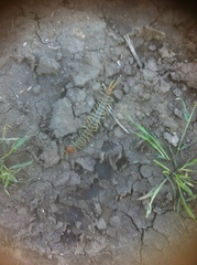 Scolopendra polymorpha