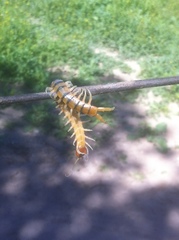 Scolopendra polymorpha