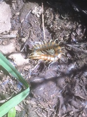 Scolopendra polymorpha
